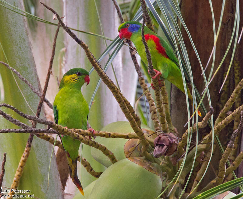 Red-flanked Lorikeetadult breeding, pigmentation