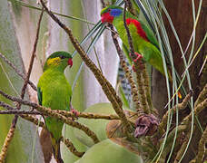 Red-flanked Lorikeet