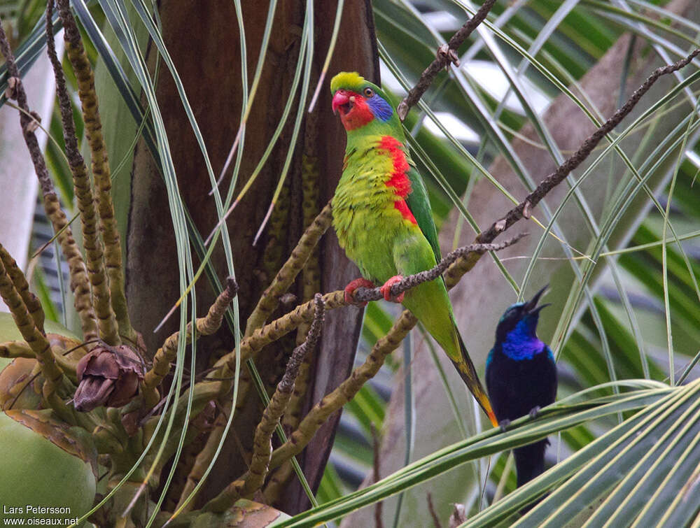 Red-flanked Lorikeet male adult breeding, identification