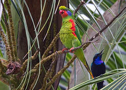 Red-flanked Lorikeet