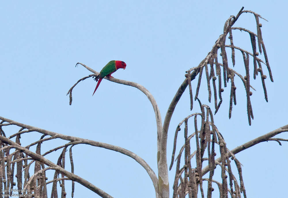 Duchess Lorikeetadult, identification