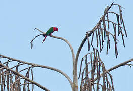 Duchess Lorikeet