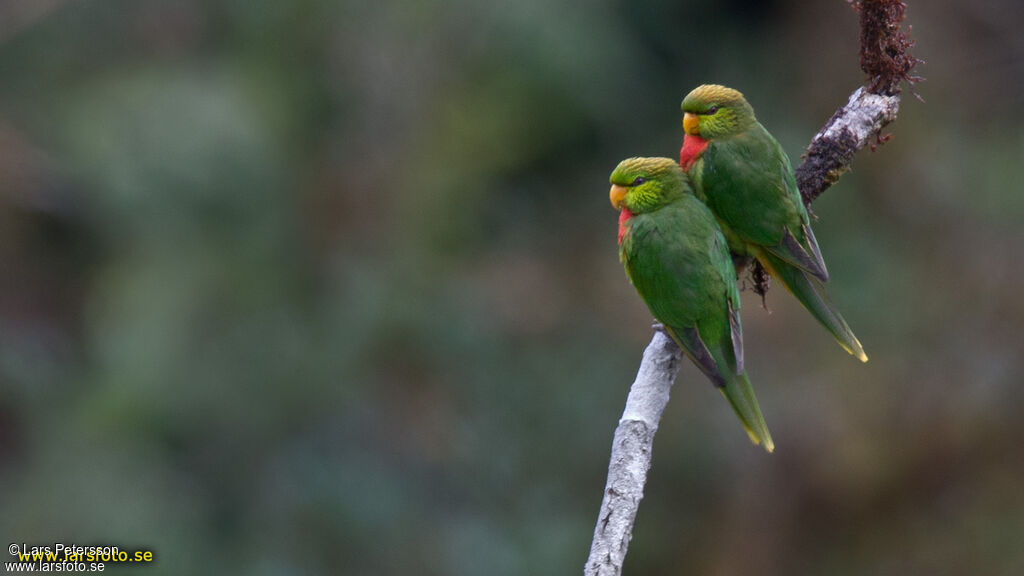 Yellow-billed Lorikeet