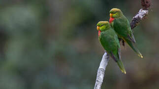 Yellow-billed Lorikeet