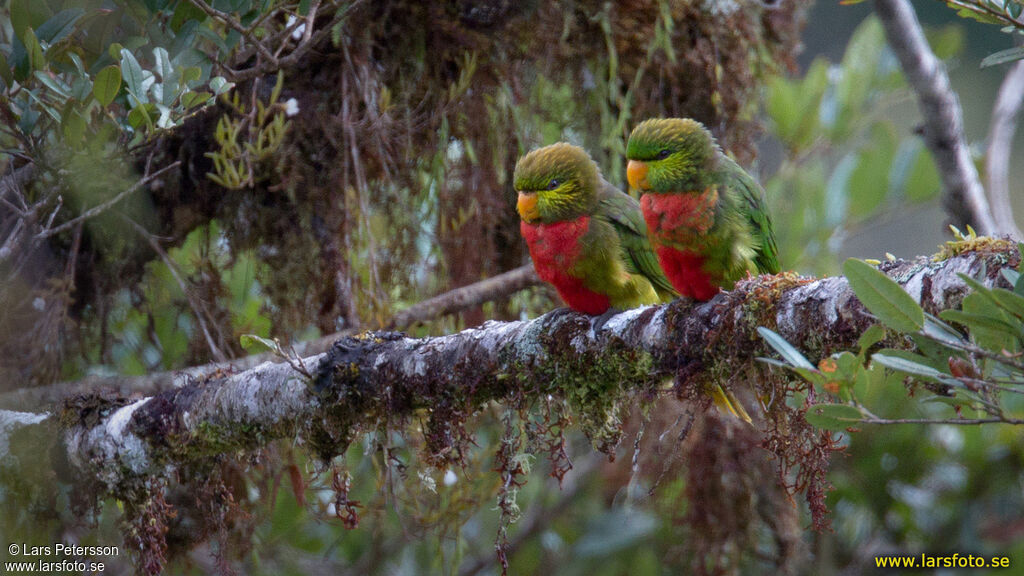 Yellow-billed Lorikeet