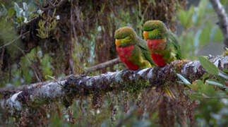 Yellow-billed Lorikeet