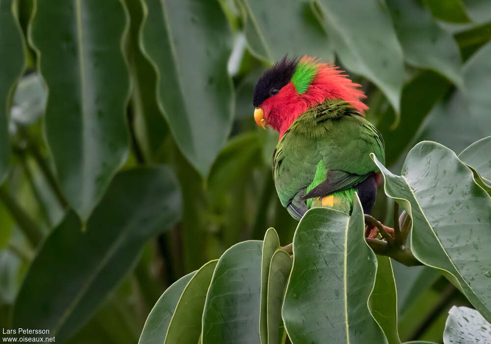 Collared Loryadult, identification