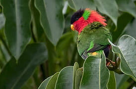 Collared Lory