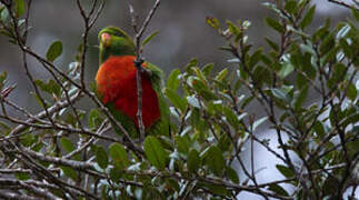 Orange-billed Lorikeet