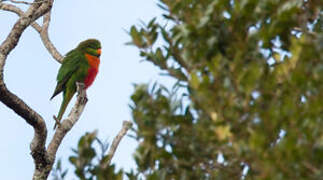 Orange-billed Lorikeet