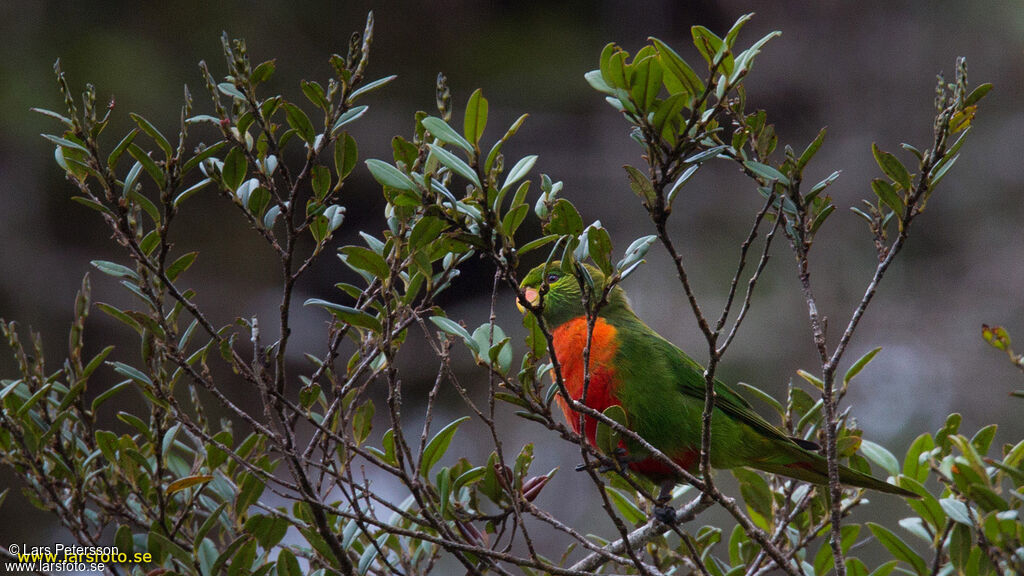 Orange-billed Lorikeet