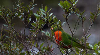 Orange-billed Lorikeet