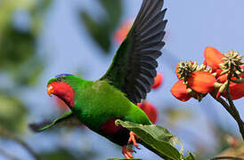 Blue-crowned Lorikeet