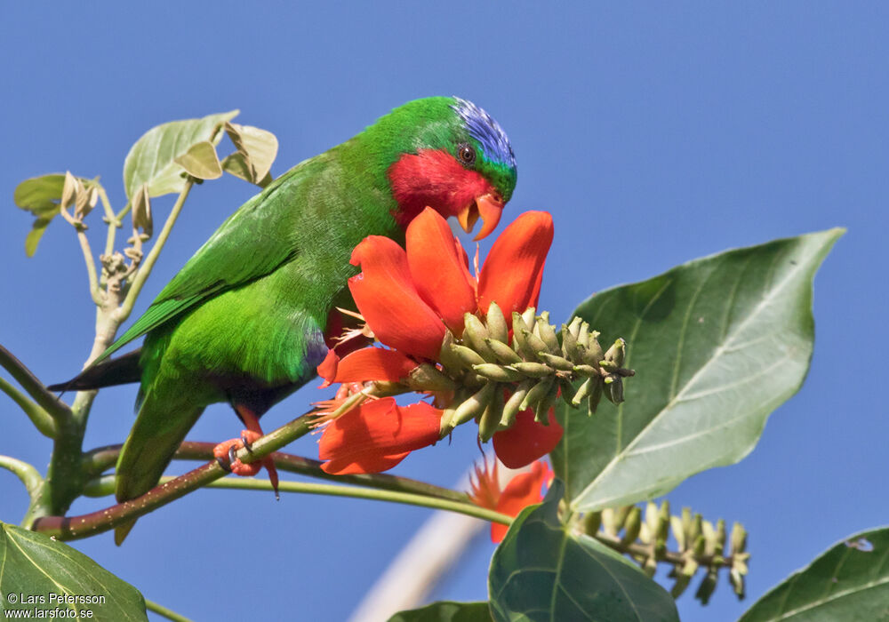 Blue-crowned Lorikeet