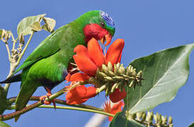 Blue-crowned Lorikeet