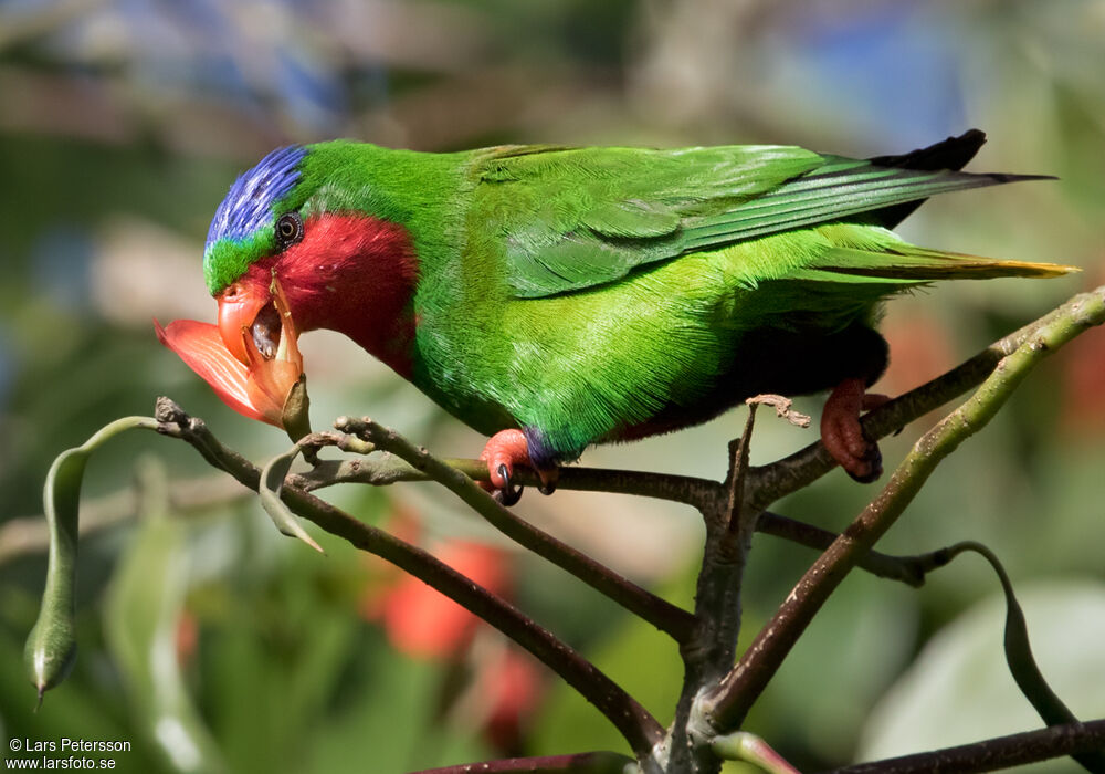 Blue-crowned Lorikeet