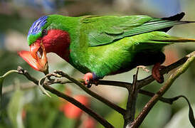 Blue-crowned Lorikeet