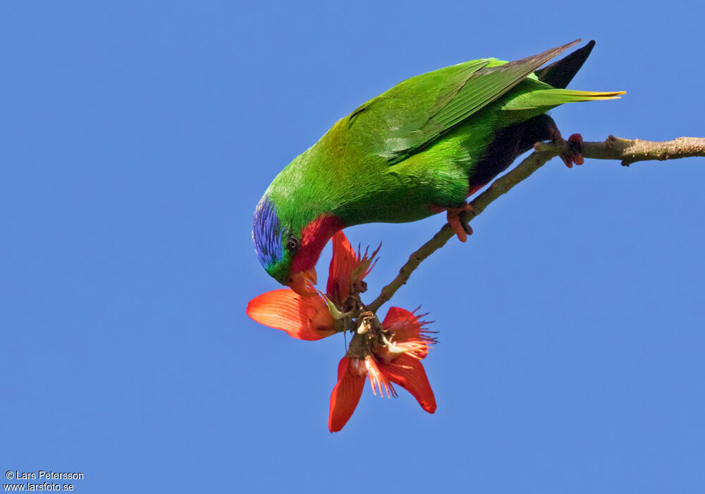 Blue-crowned Lorikeet