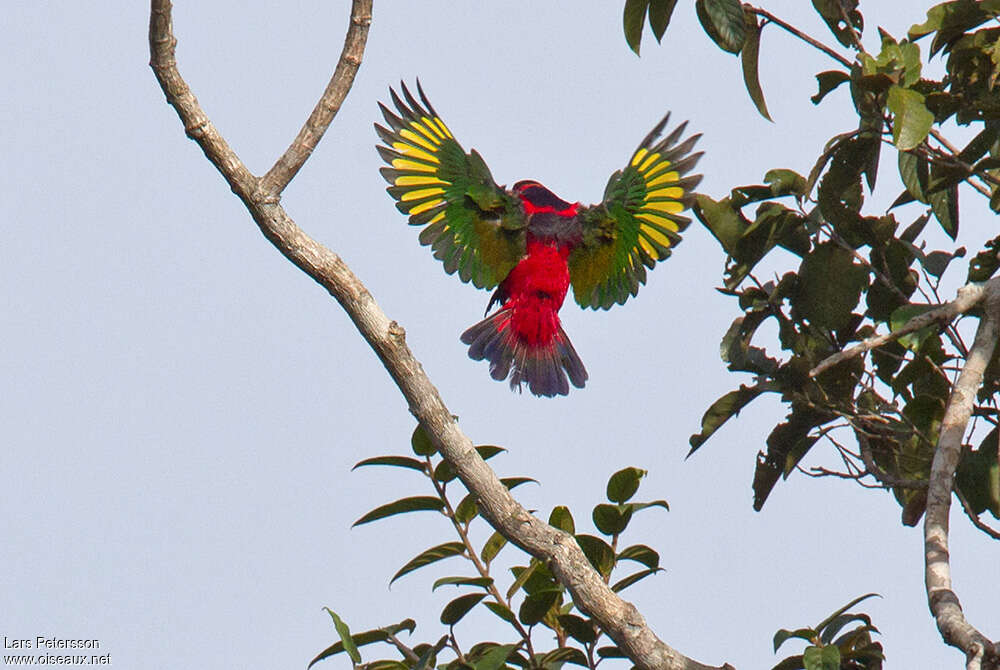 Black-capped Loryadult, Flight