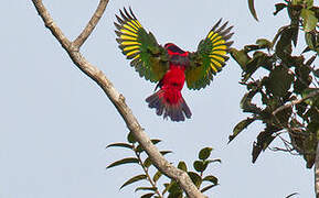 Black-capped Lory