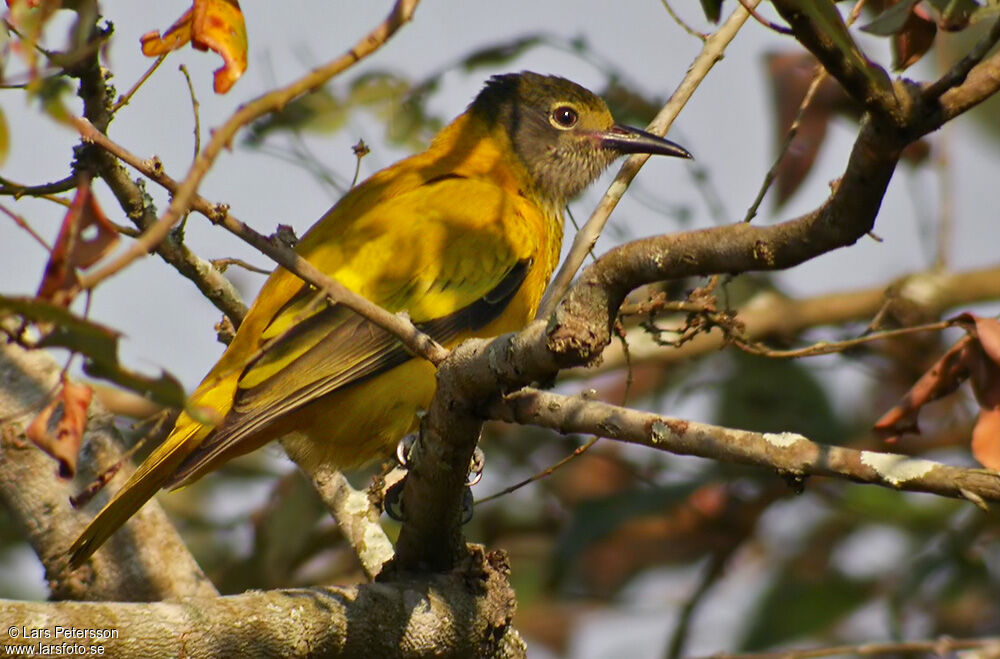 Black-hooded Oriole