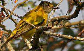 Black-hooded Oriole