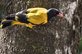 Black-hooded Oriole