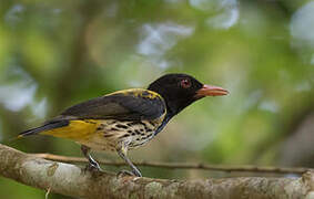 Dark-throated Oriole