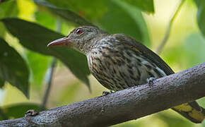 Dark-throated Oriole