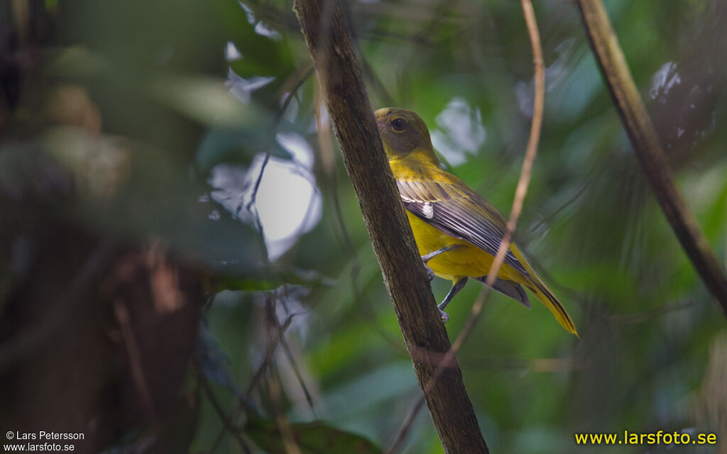 Western Oriole