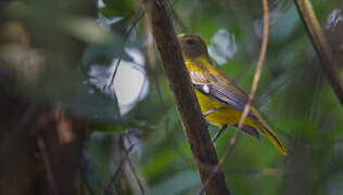 Western Oriole