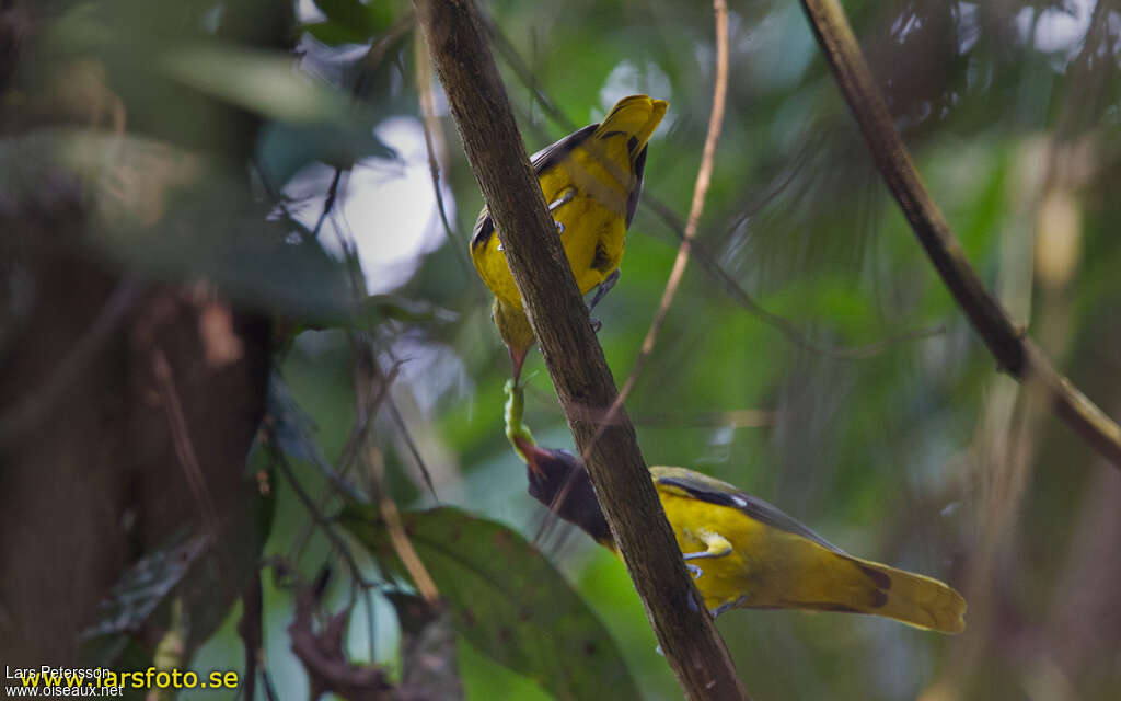 Western Oriole, Reproduction-nesting