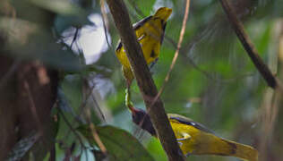 Western Oriole