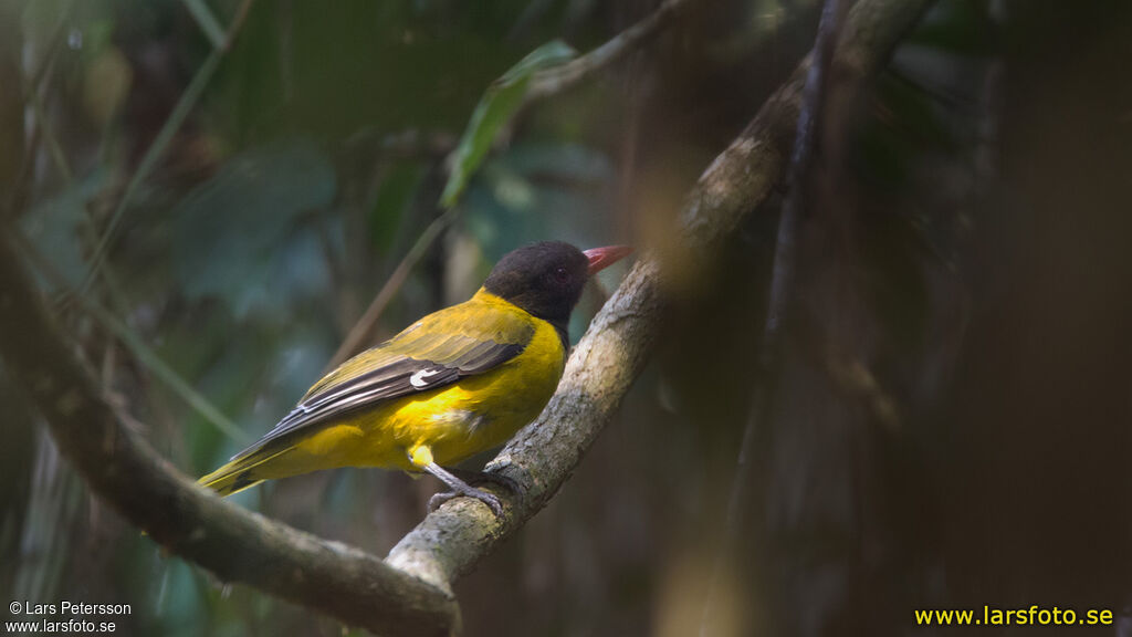 Western Oriole