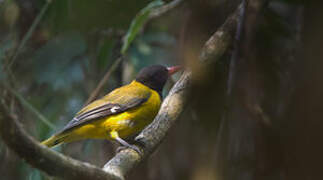 Western Oriole