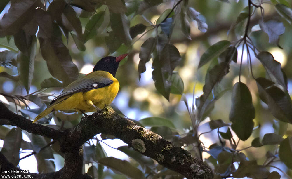 Western Orioleadult, habitat