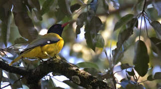 Western Oriole