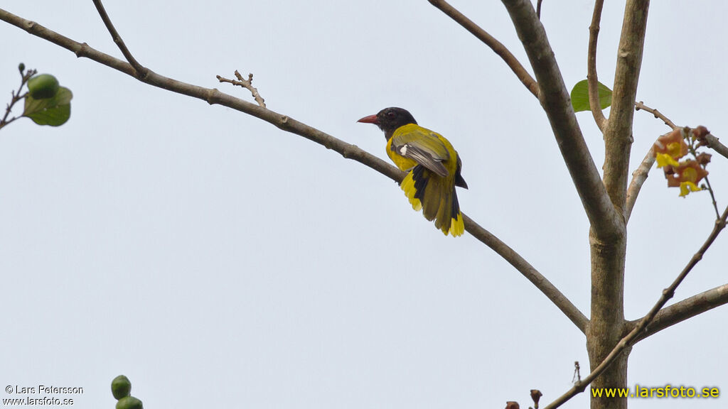 Western Oriole