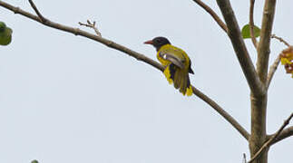 Western Oriole