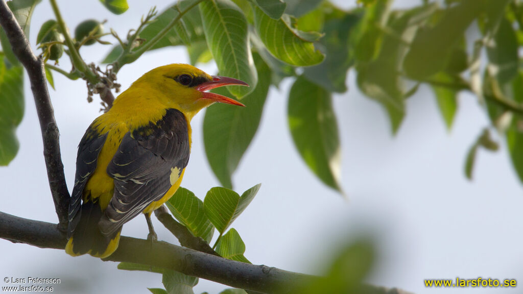 Eurasian Golden Oriole