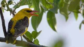 Eurasian Golden Oriole