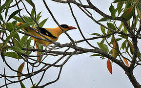 Black-naped Oriole