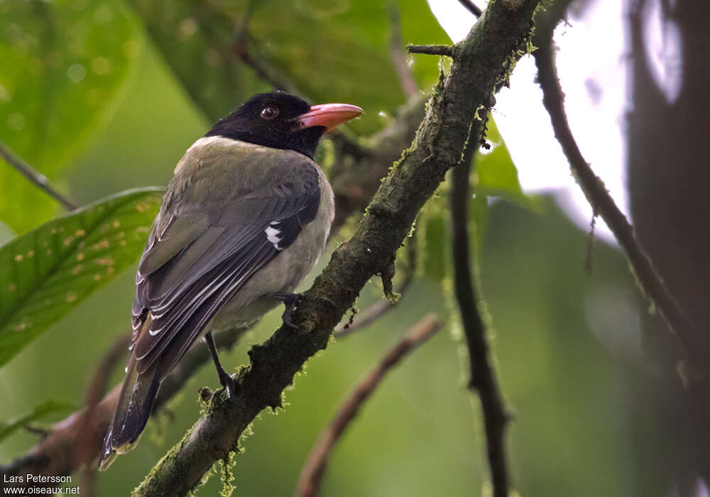 Sao Tome Oriole