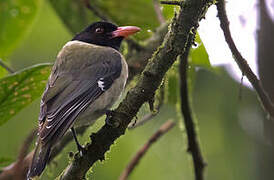 Sao Tome Oriole