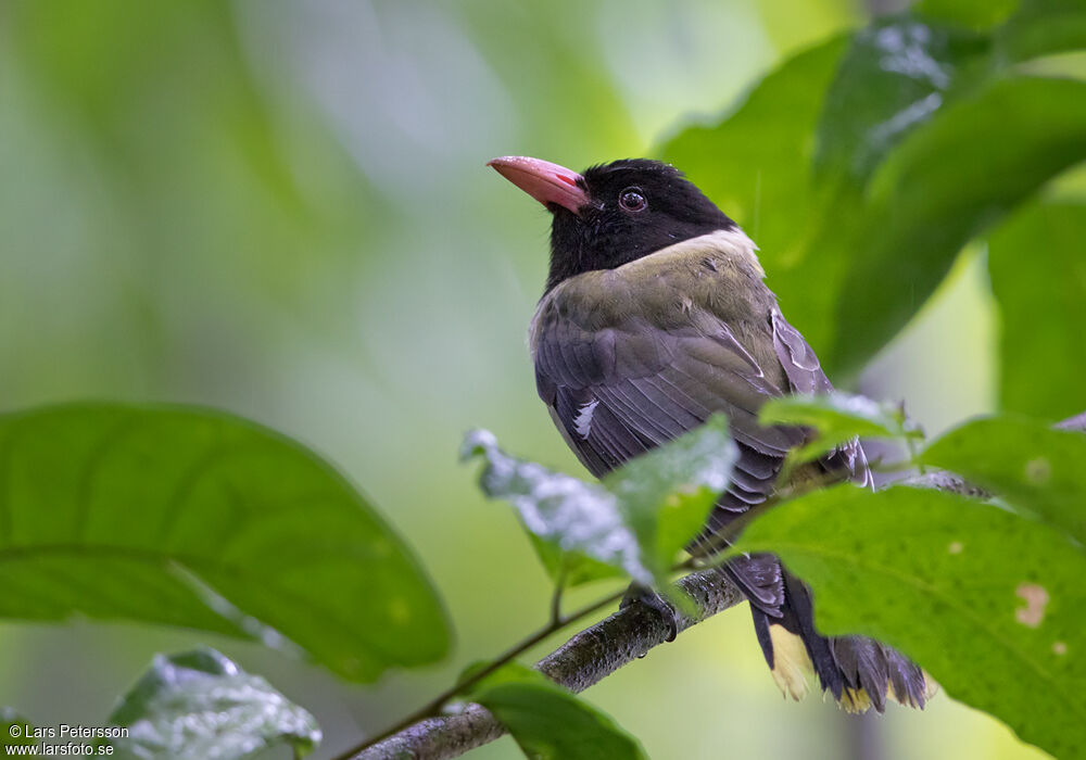 Sao Tome Oriole