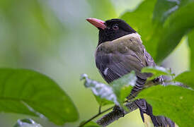 Sao Tome Oriole