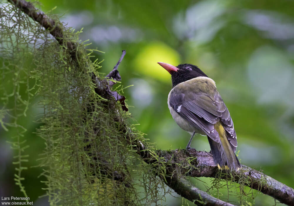 Sao Tome Orioleadult, identification