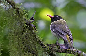 Sao Tome Oriole