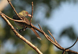 Timor Oriole