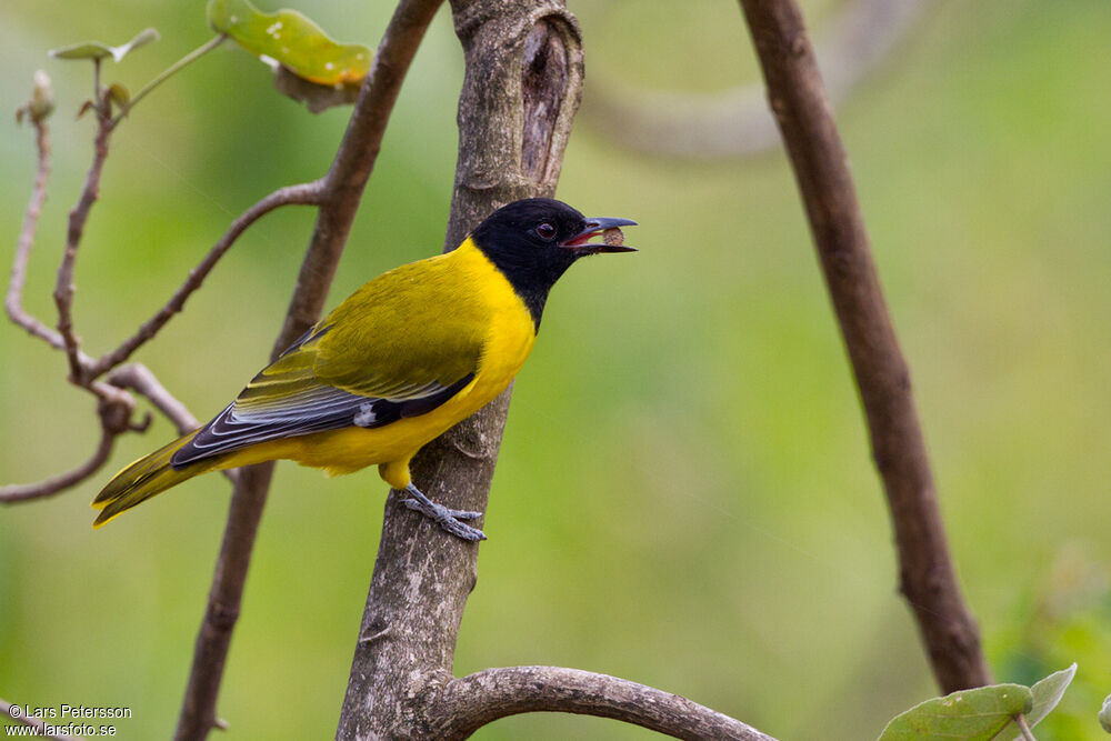 Black-headed Oriole